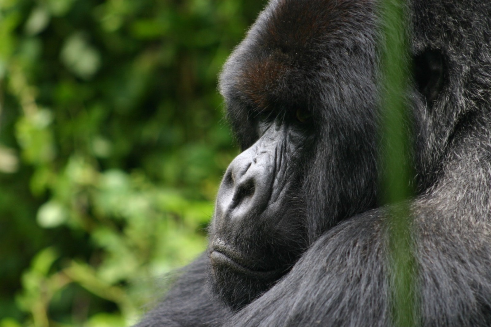 Africa_Silverback_photo_-Per_Jacobsson_scaled